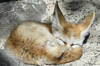 Fennec Fox (smallest fox, biggest ears) (taken on 12/31/2016)