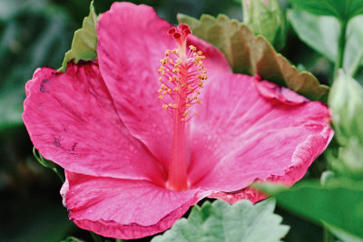 Pink Hibiscus (taken on 01/23/2017)