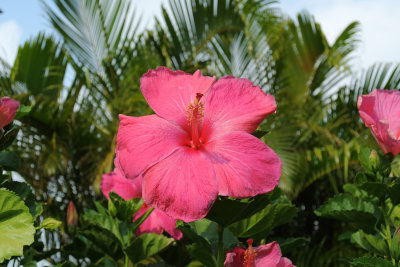 Pink Hibiscus (original sooc jpeg) (taken on 02/03/2017)