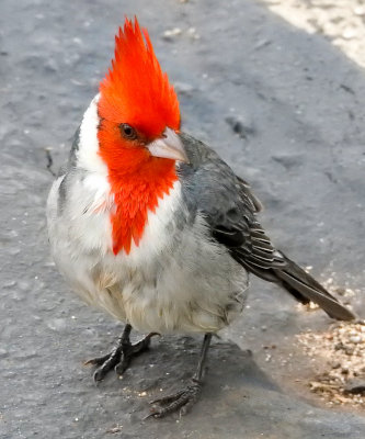 Red-crested Cardinal Portrait (taken on 02-10-2017)