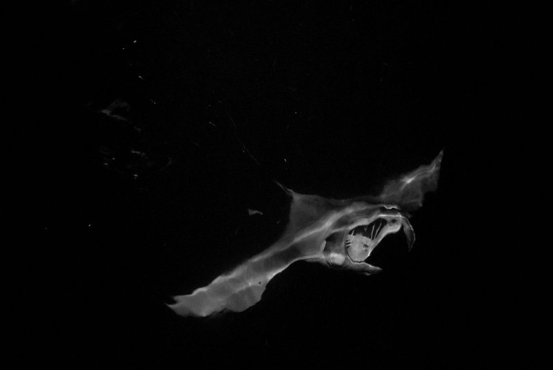 Manta Ballet - Maldives 2013