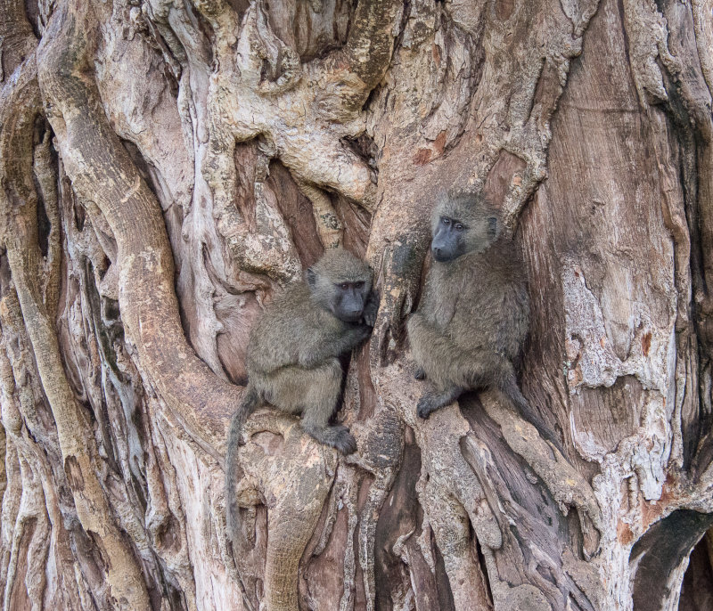 Baboons