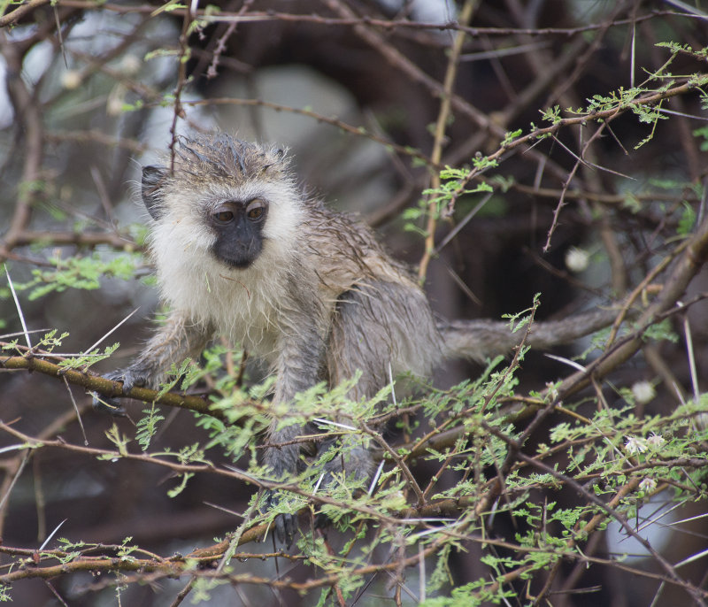 Vervet