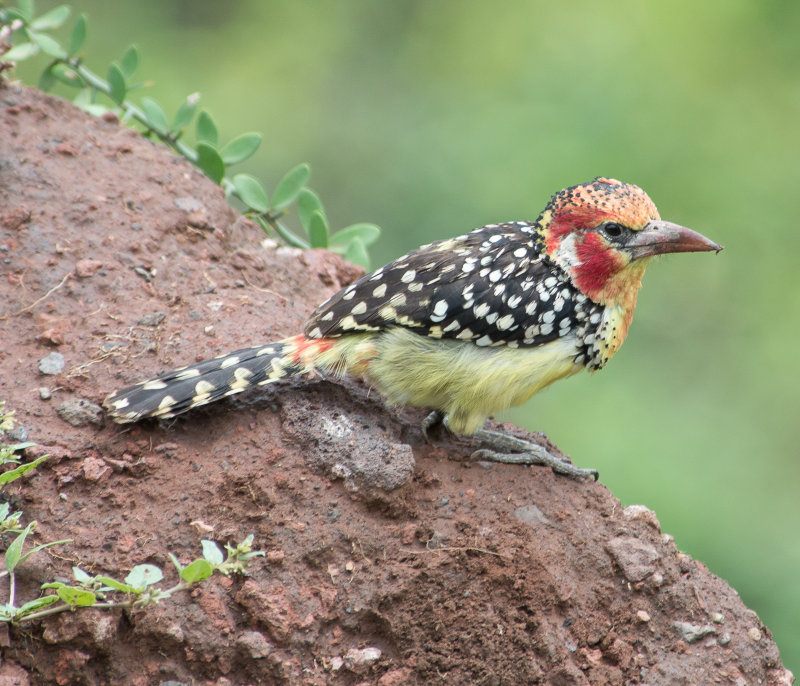 Barbet