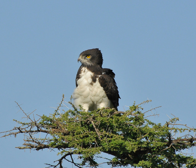 Snake Eagle