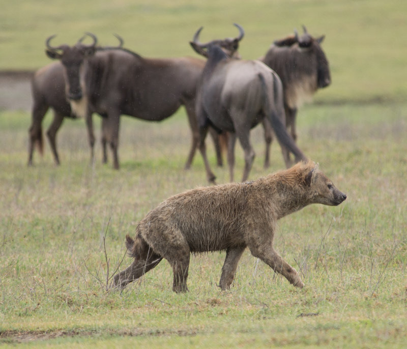 Hyena