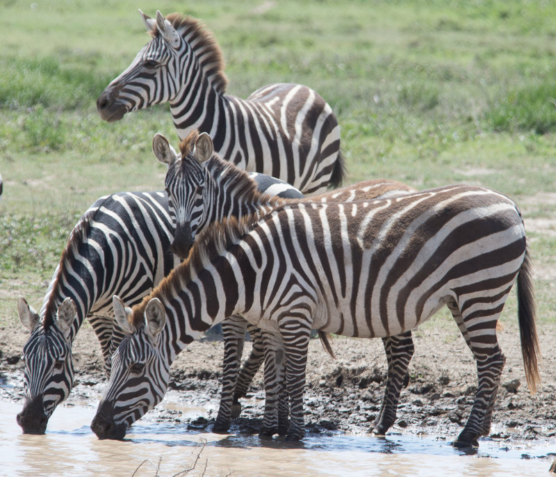 Zebra