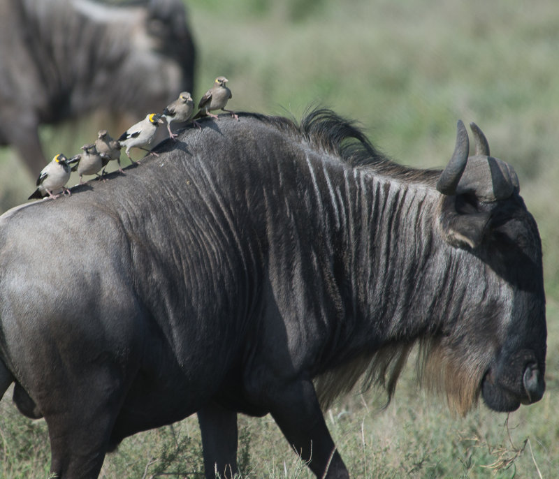 Wattled Starlings