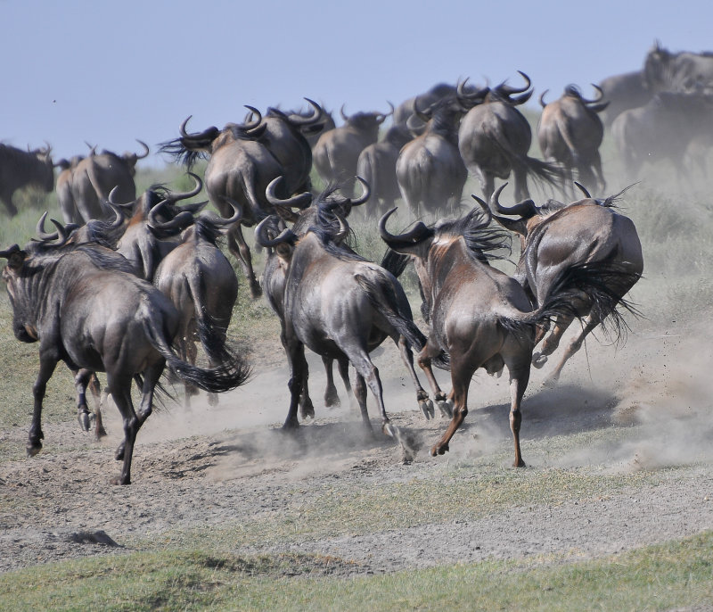 Wildebeast
