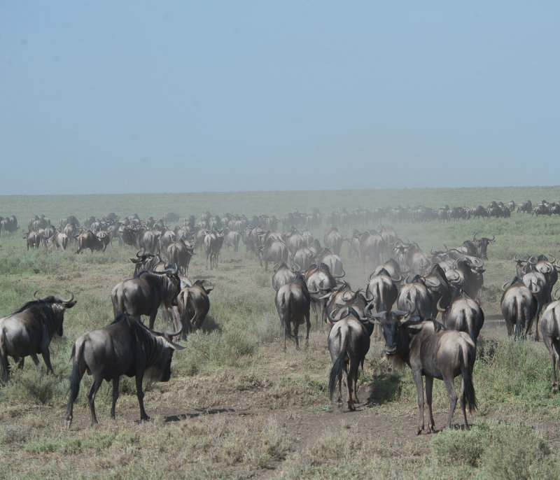 Wildebeast