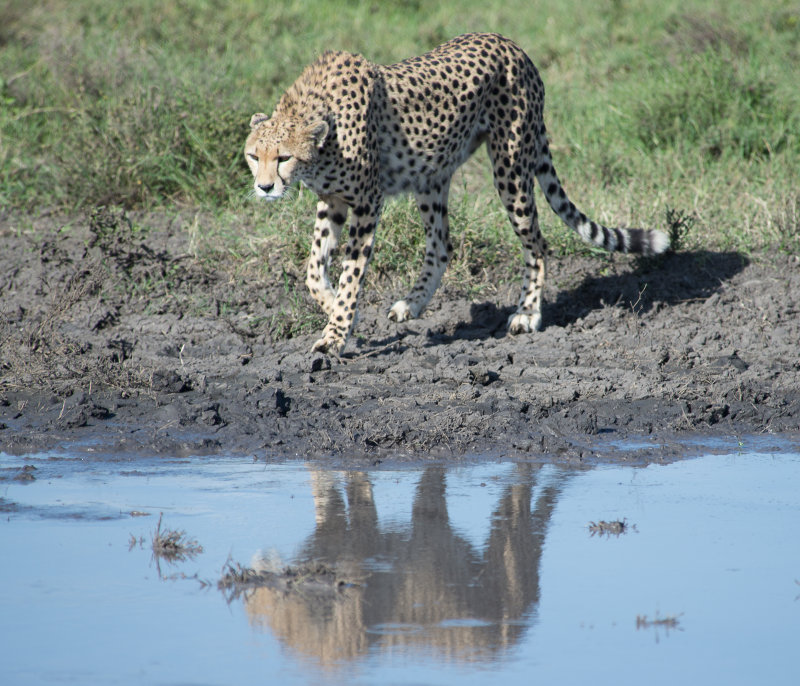 Cheetah