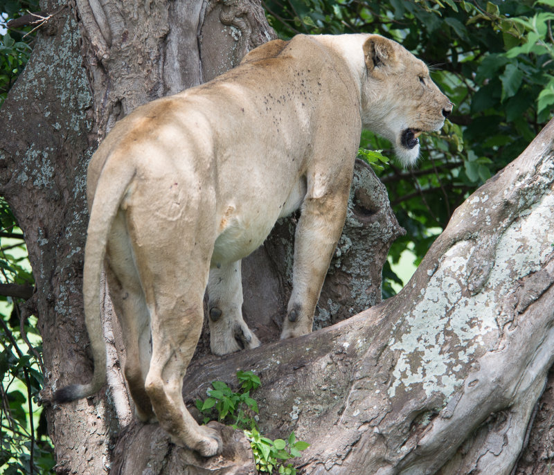 Tree climbing Lion