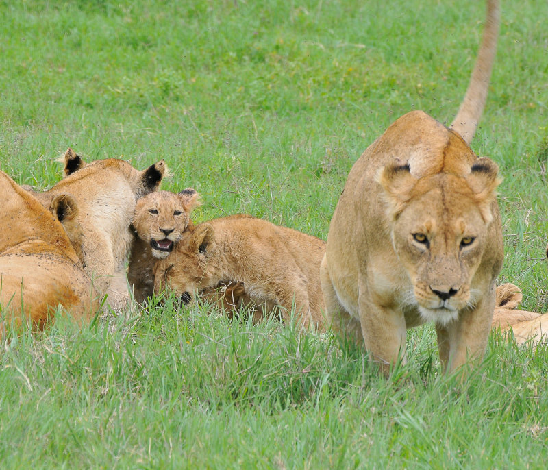 Lion