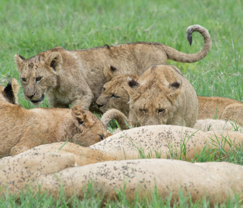 Lion Family