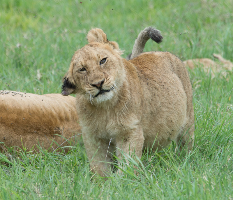 Young Lion