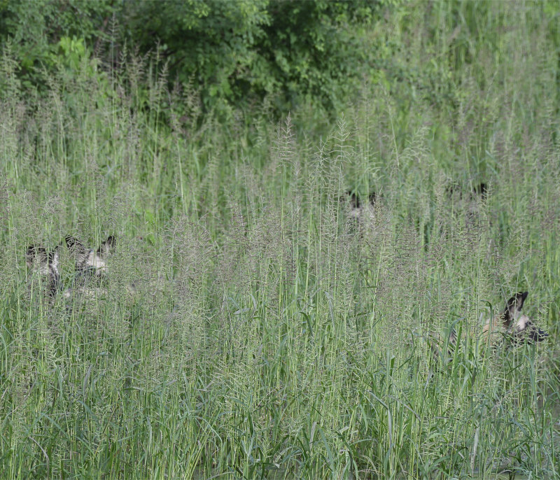 Still cautious and still away from the kill and nervous from the croc and the recently raised water levels.