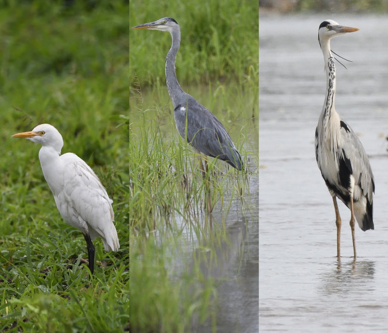 Egret and Heron