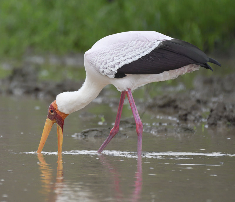 Yellow Billed stork