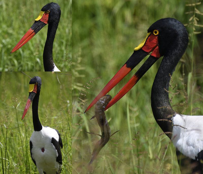 Saddle Billed Stork (plus fish)