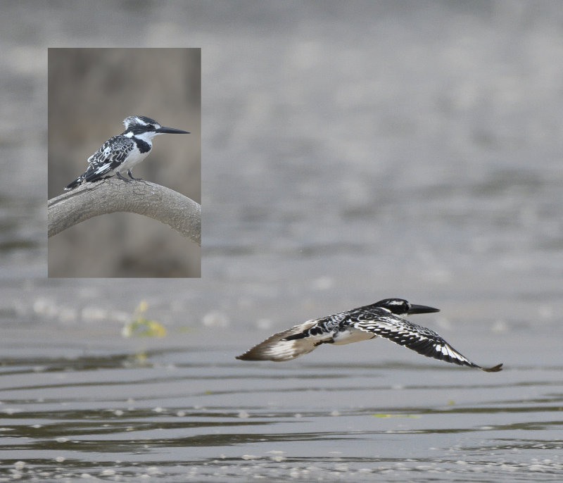 Pied Kingfisher