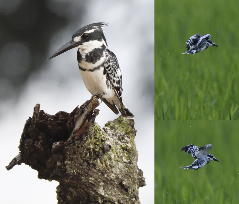 Pied Kingfisher