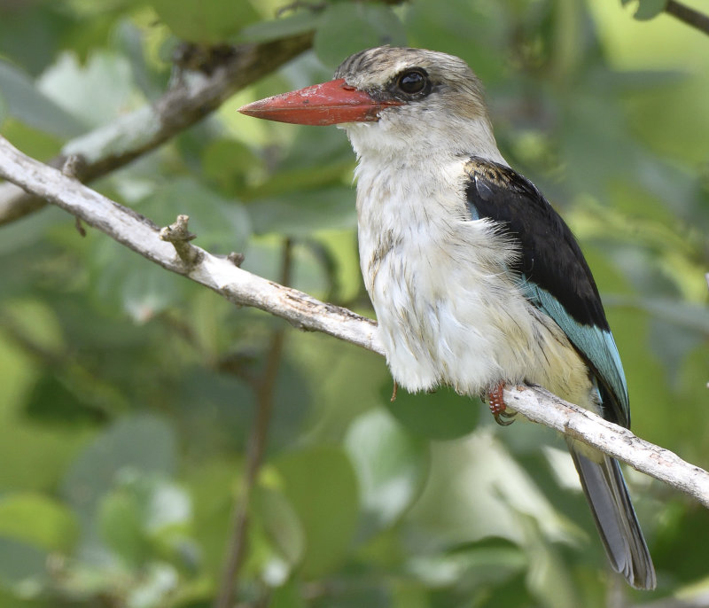 Grey Headed Kingfisher