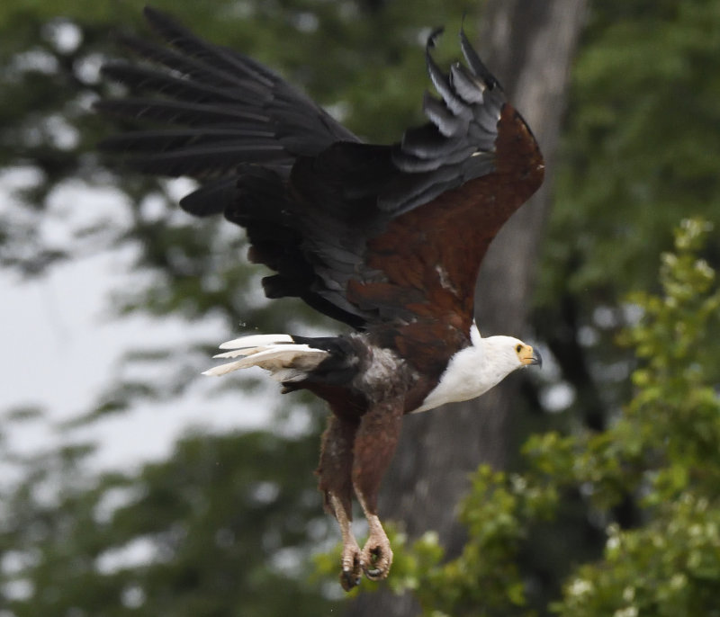 Flying Fish Eagle
