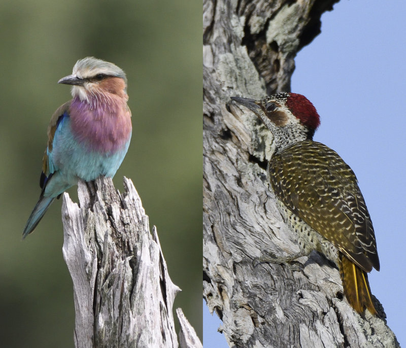 Roller and woodpecker
