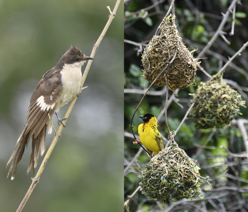 Cuckoo and Weavers