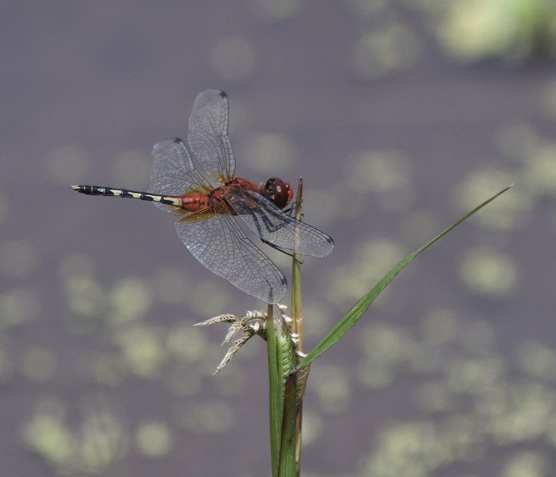 Dragon Fly