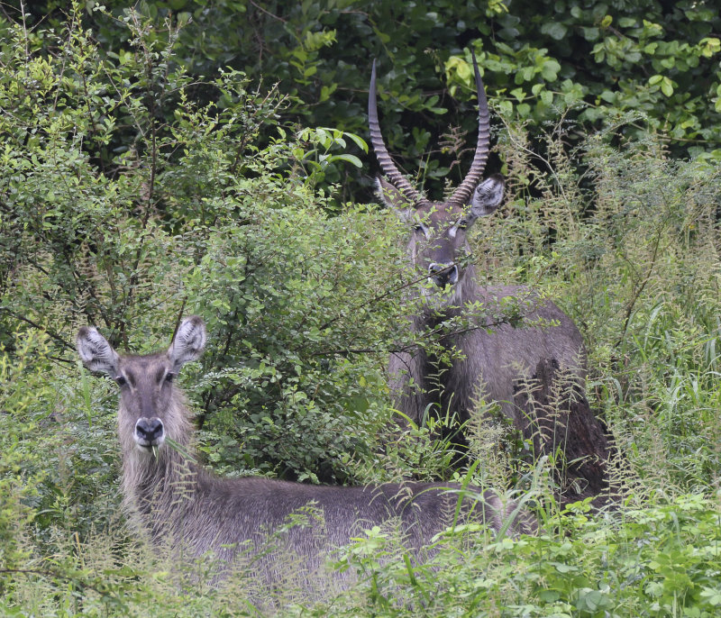 Water Buck