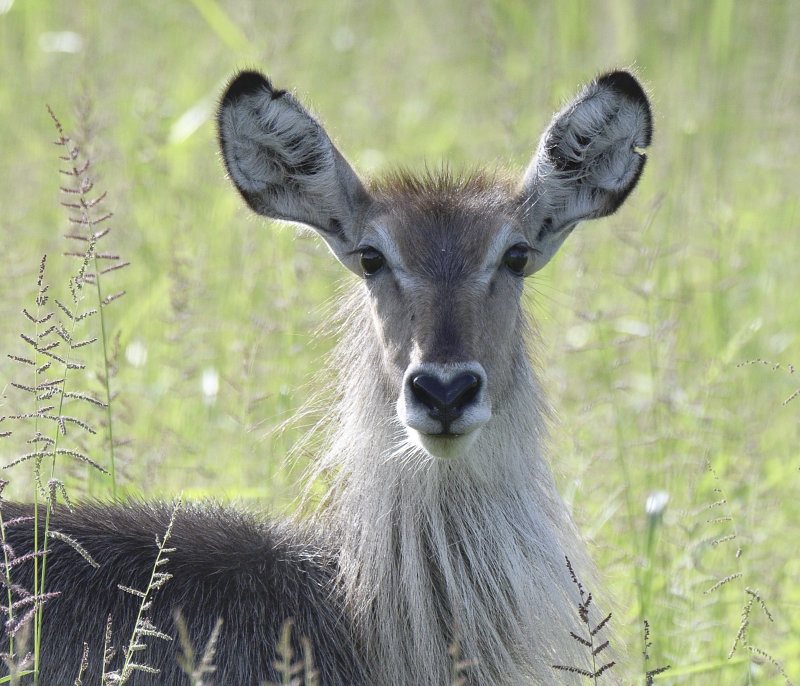 Water Buck
