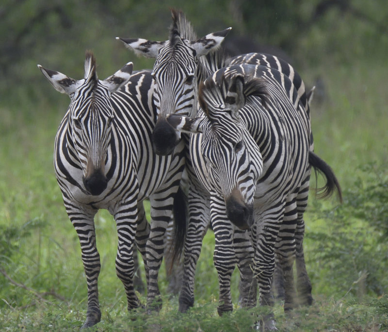 Zebra