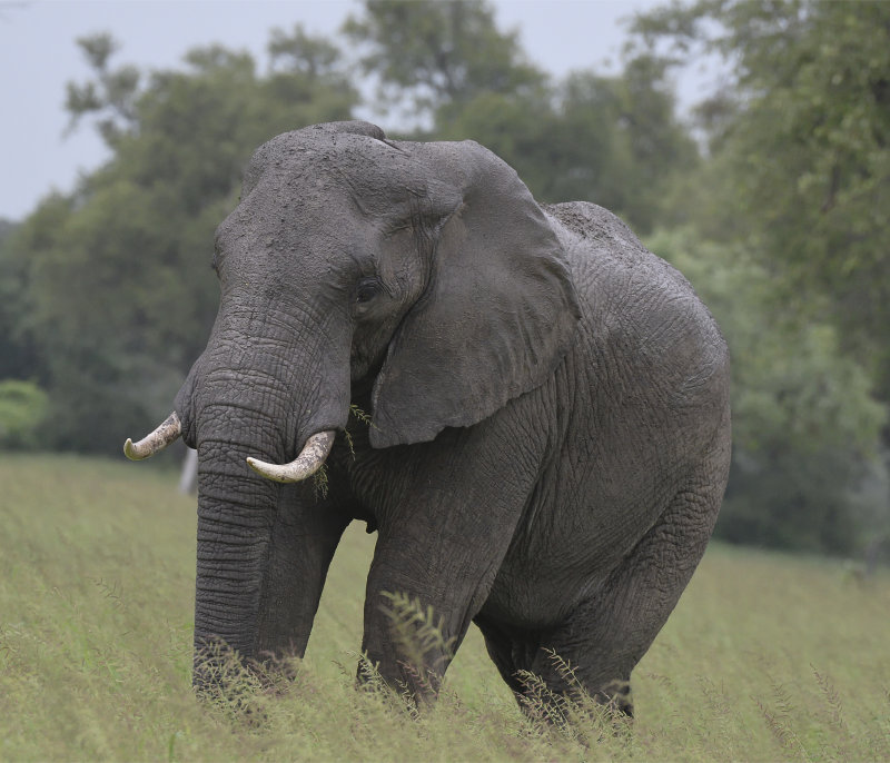 Large Male