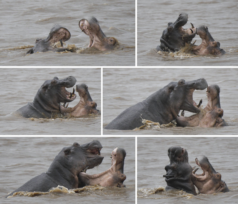 Play Fighting