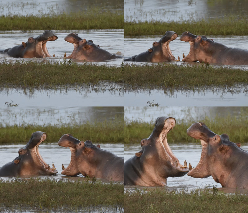 Fighting Hippo