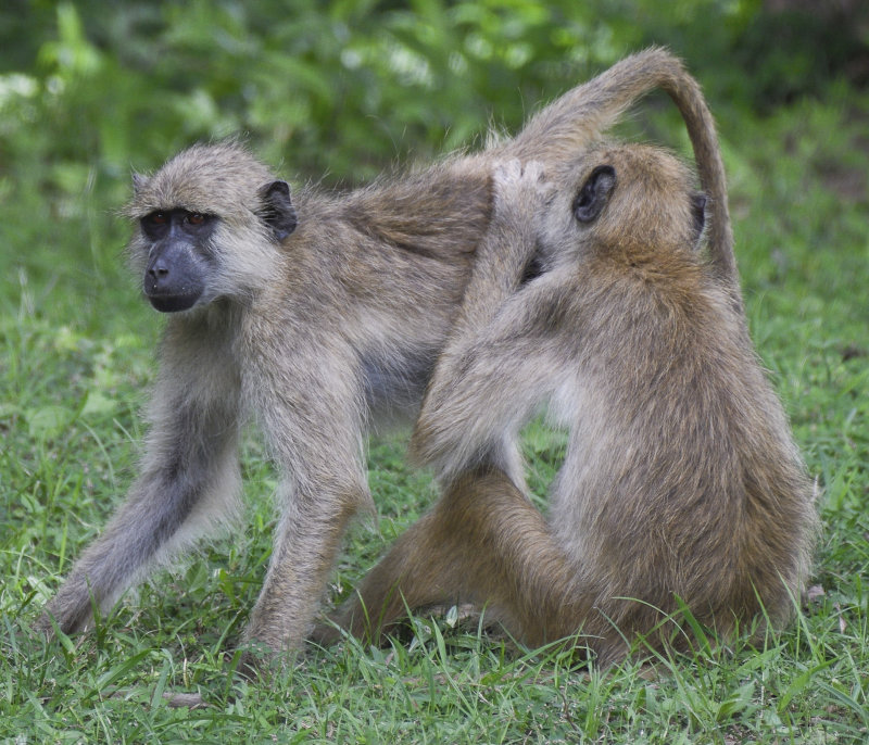 Baboons