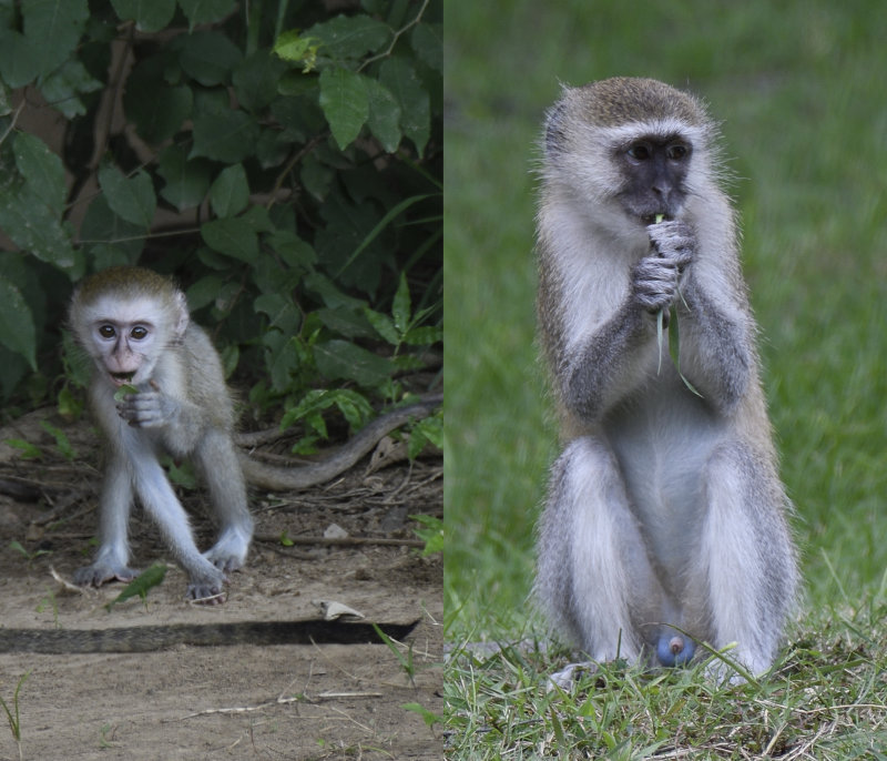 Vervet Monkeys