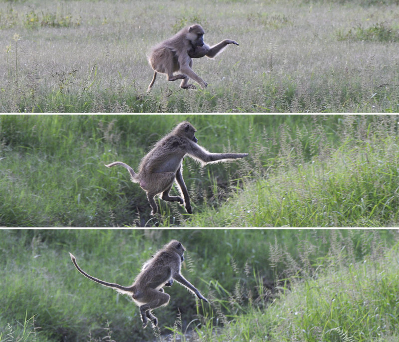 Flying Baboons