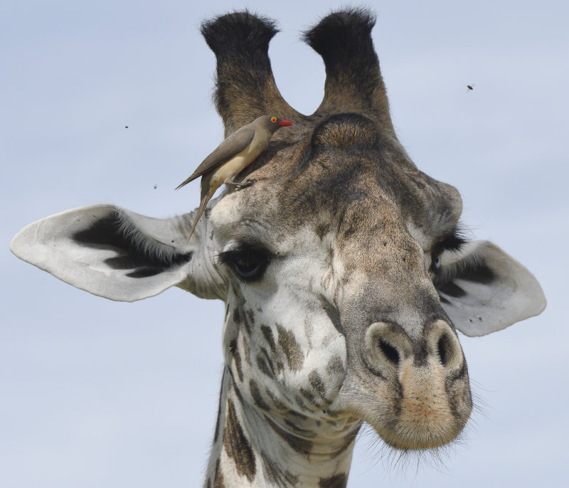 Giraffe plus help with flies