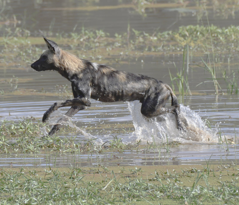 Wild Dog