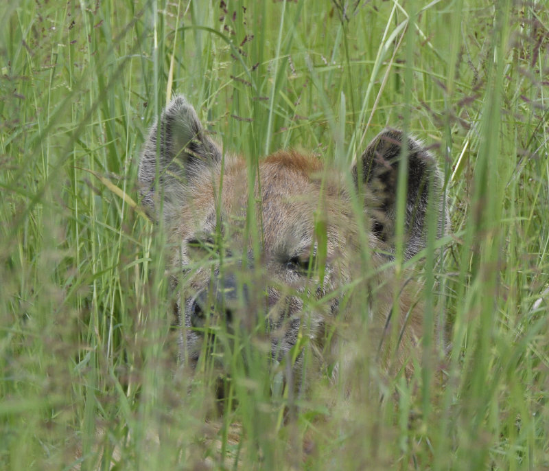 Hyena