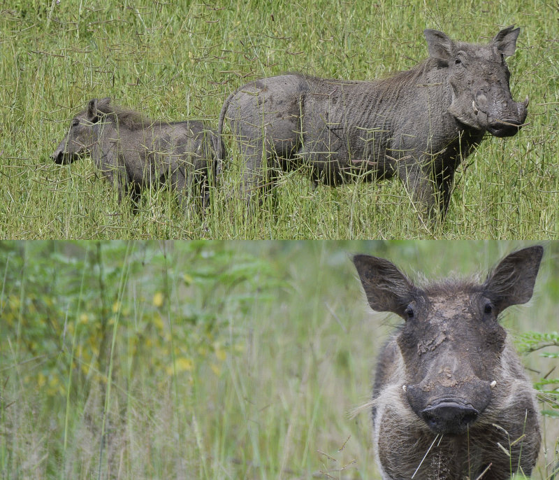 Warthog