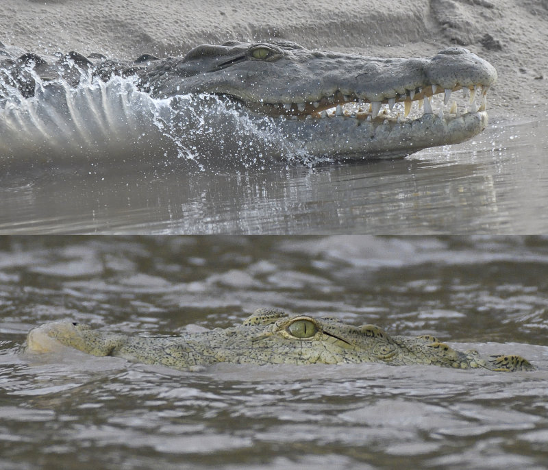 Crocs