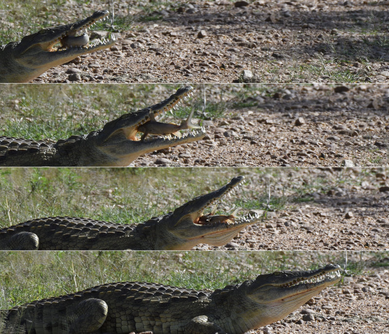 Eating Croc