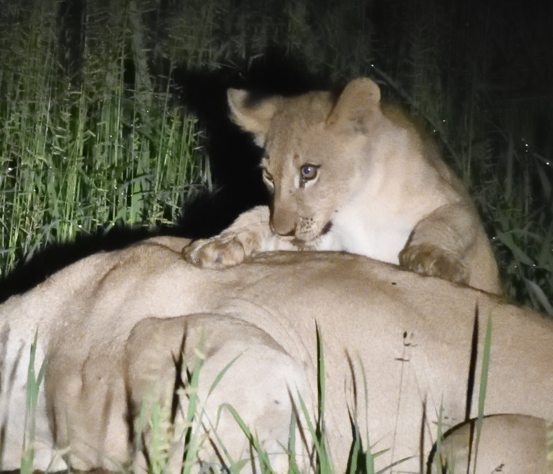 Lions at Night