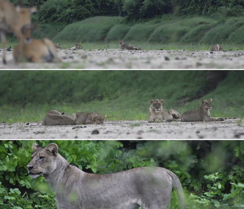 Lions at Rest