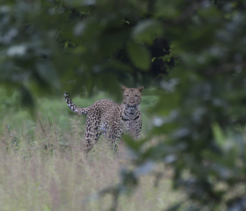 Leopard