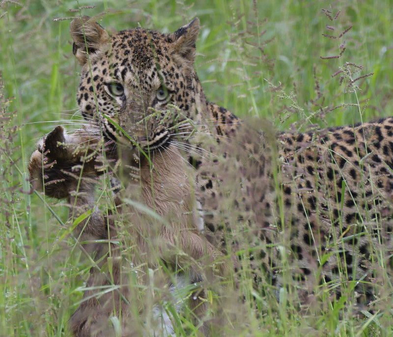 Prey