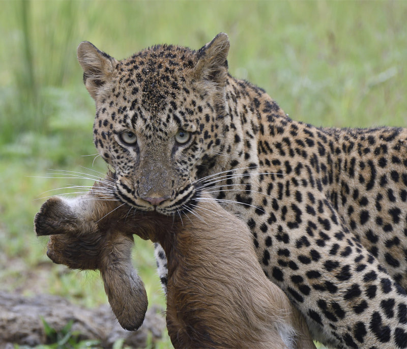 luangwa